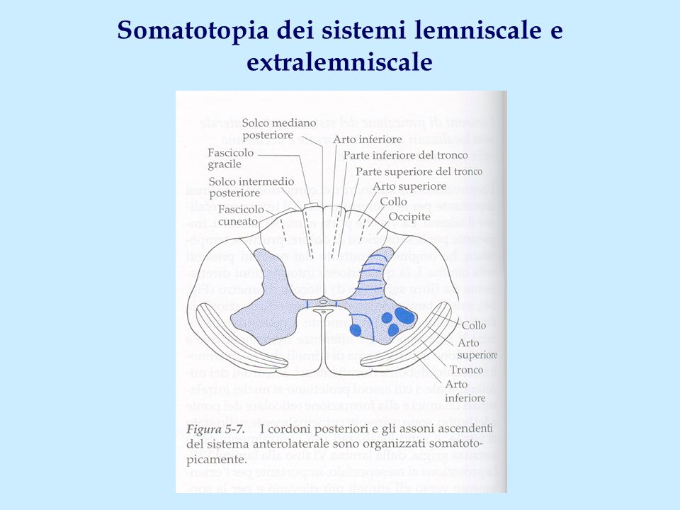Somatotopia dei sistemi lemniscale e extralemniscale