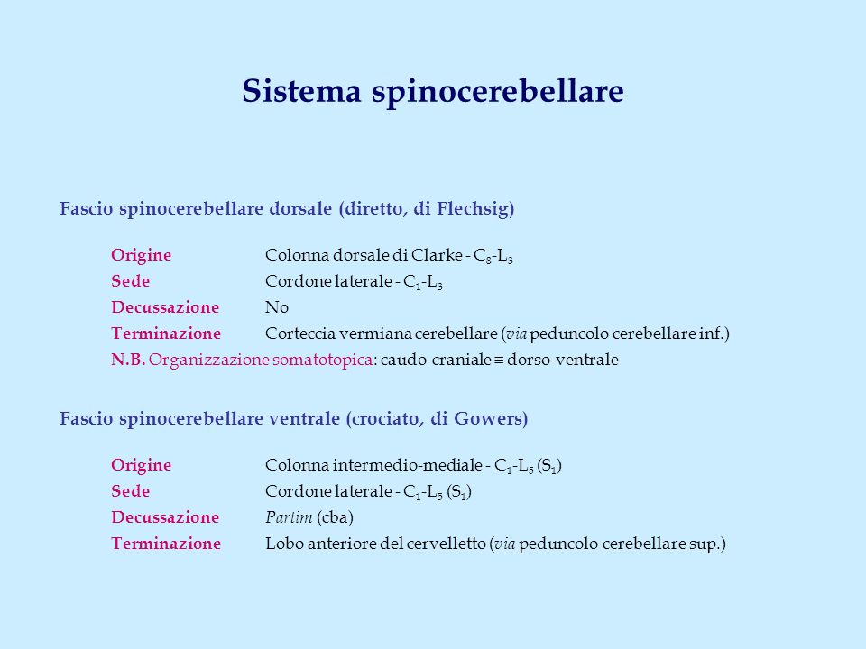 Sistema spinocerebellare