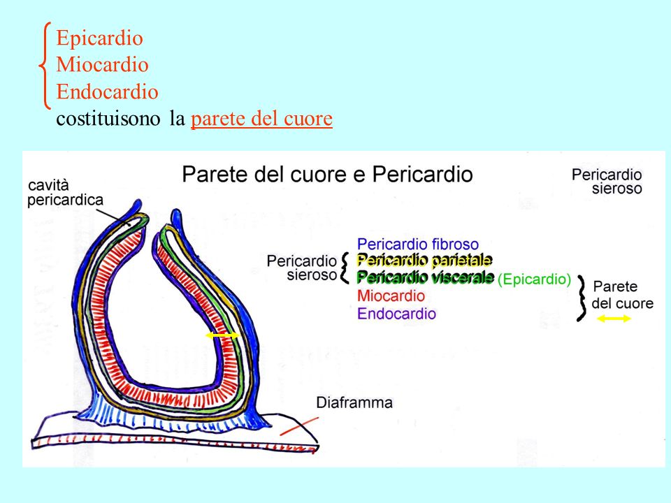 Epicardio Miocardio Endocardio costituisono la parete del cuore
