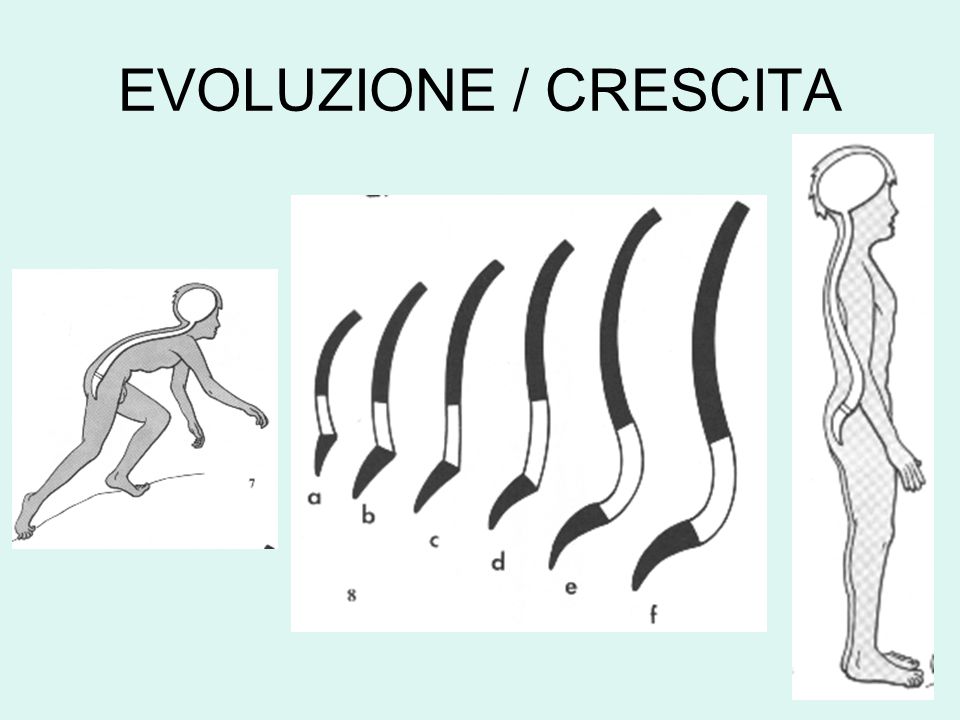 EVOLUZIONE / CRESCITA