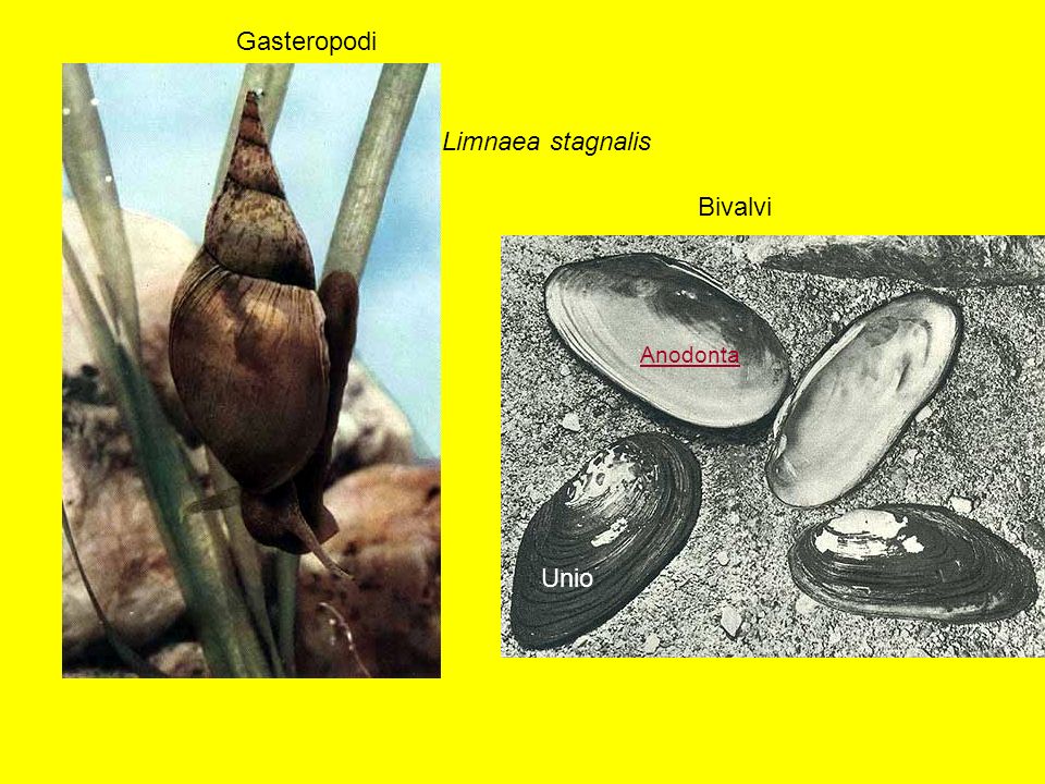 Gasteropodi Limnaea stagnalis Bivalvi Anodonta Unio