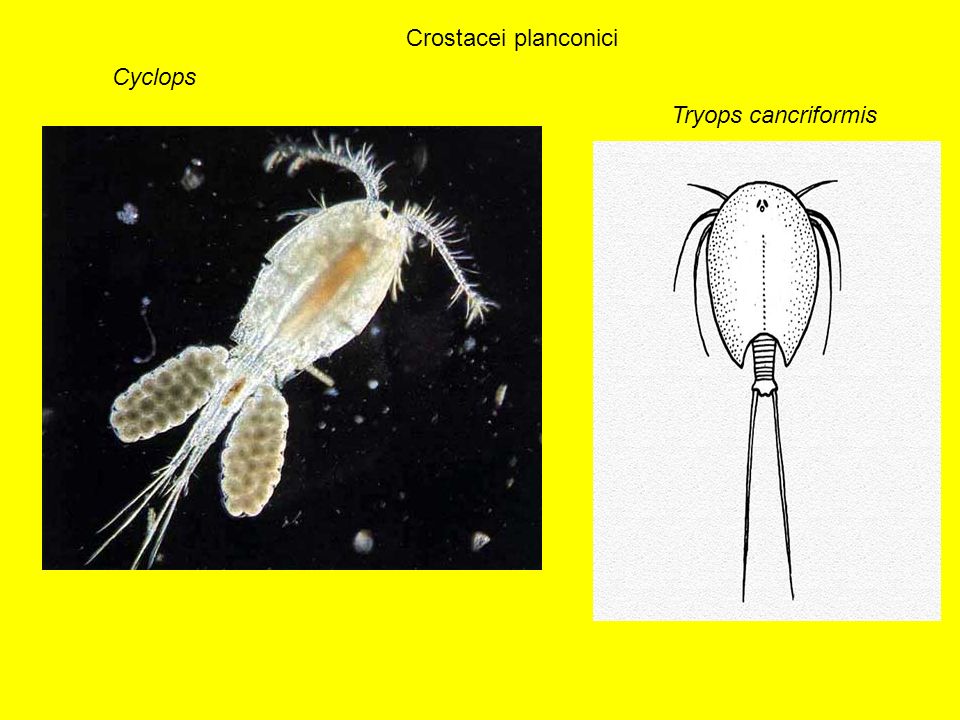 Crostacei planconici Cyclops Tryops cancriformis