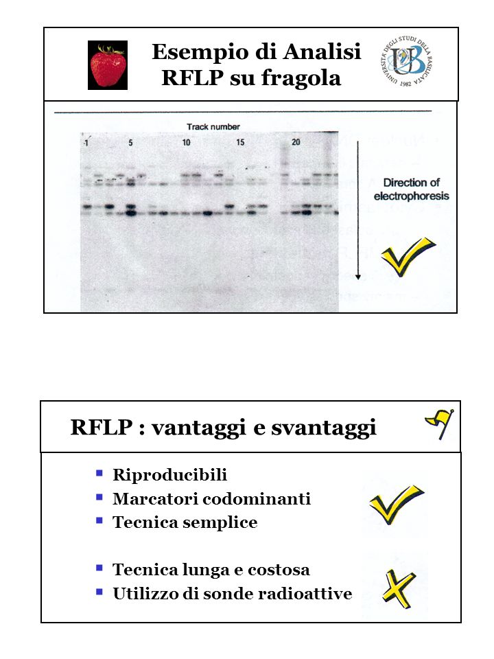 Esempio di Analisi RFLP su fragola