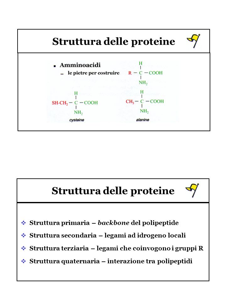 Struttura delle proteine