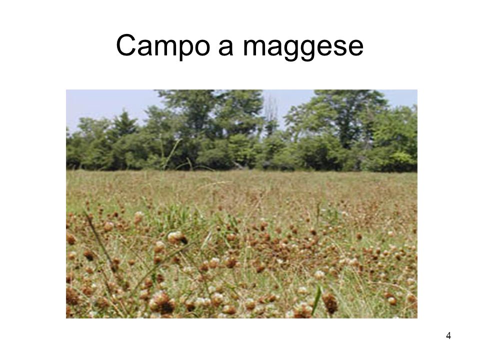 Campo a maggese