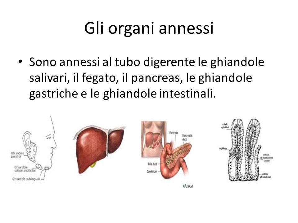 Gli organi annessi Sono annessi al tubo digerente le ghiandole salivari, il fegato, il pancreas, le ghiandole gastriche e le ghiandole intestinali.