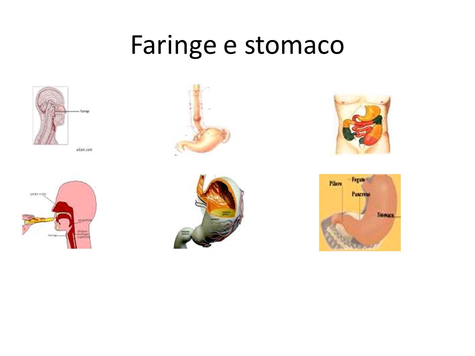 Faringe e stomaco
