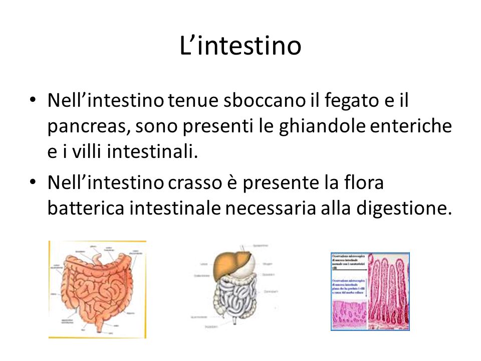 L’intestino Nell’intestino tenue sboccano il fegato e il pancreas, sono presenti le ghiandole enteriche e i villi intestinali.