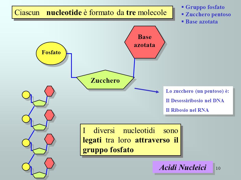 Ciascun nucleotide è formato da tre molecole