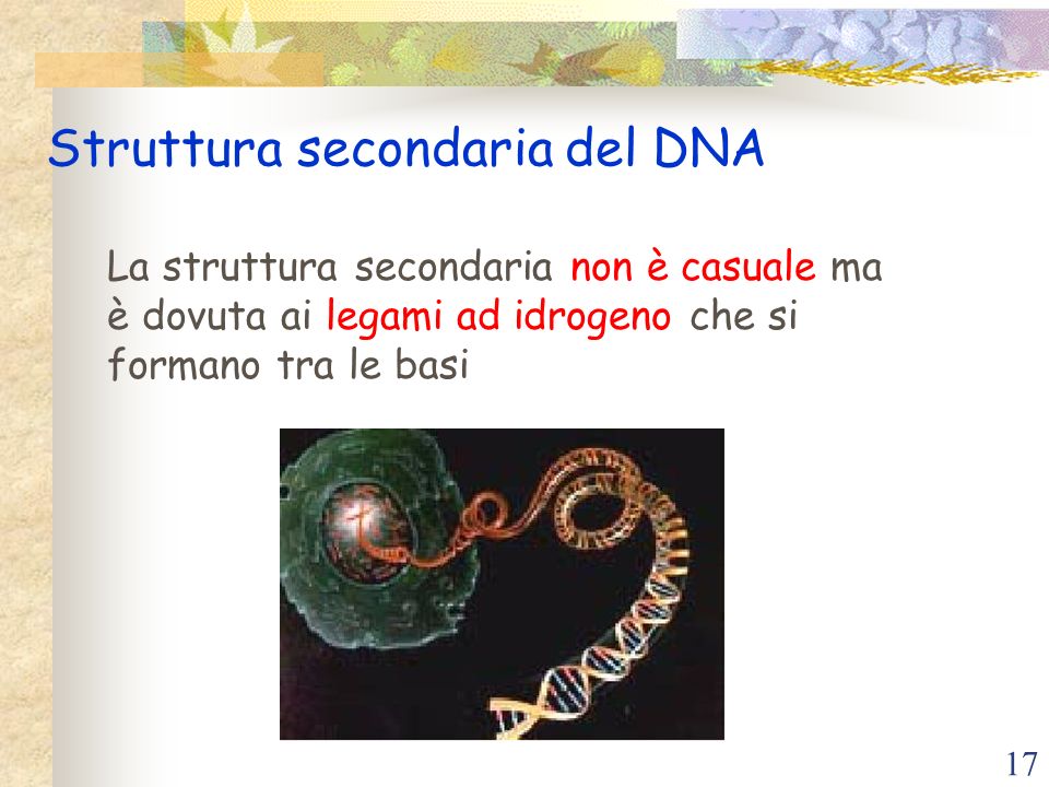 Struttura secondaria del DNA