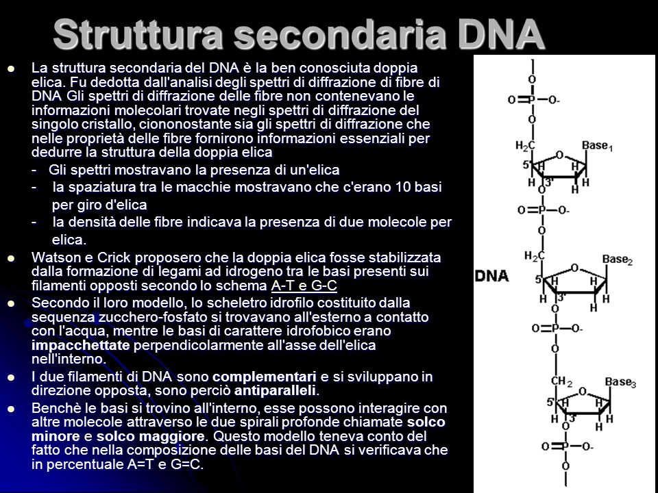 Struttura secondaria DNA