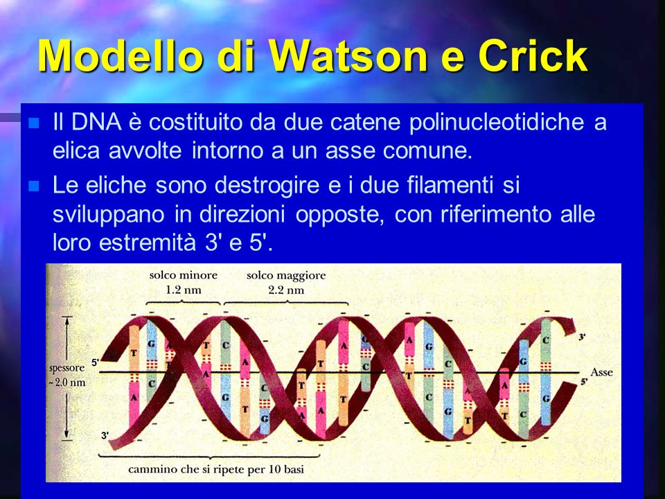 Modello di Watson e Crick
