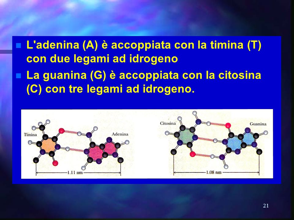 L adenina (A) è accoppiata con la timina (T) con due legami ad idrogeno