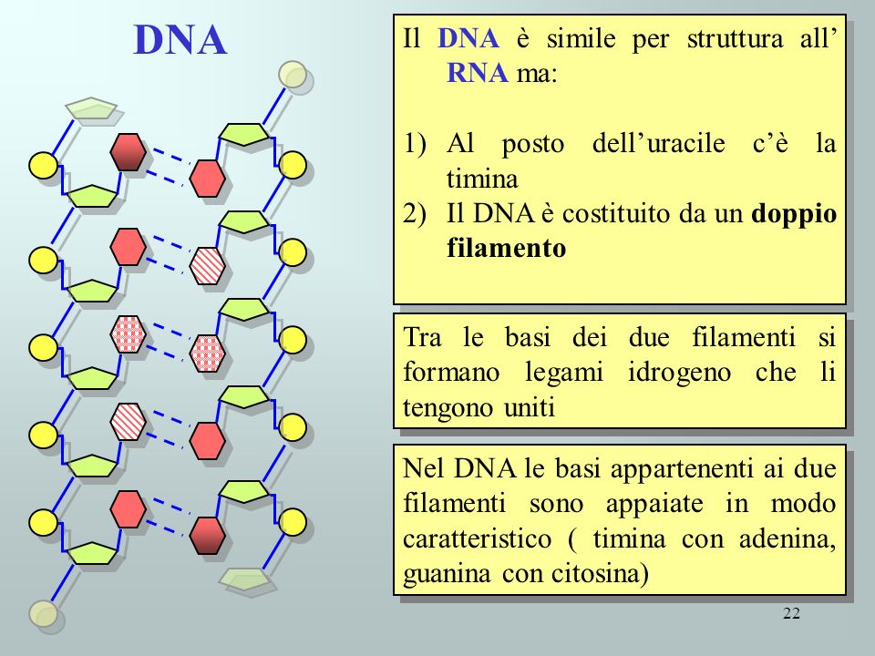 DNA Il DNA è simile per struttura all’ RNA ma: