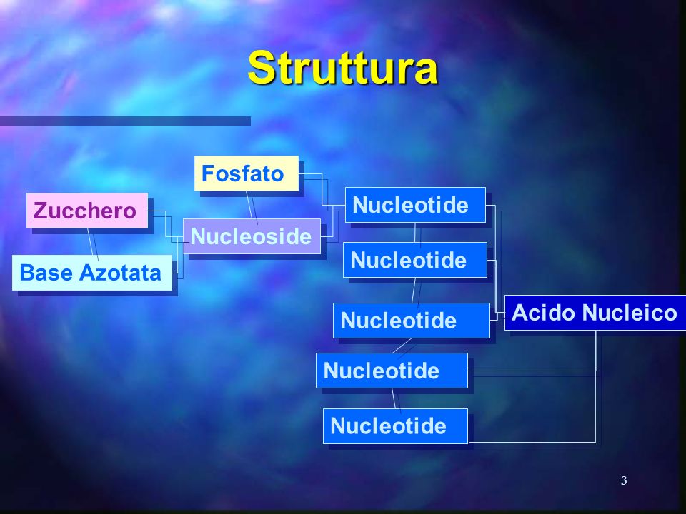 Struttura Fosfato Nucleotide Zucchero Nucleoside Nucleotide