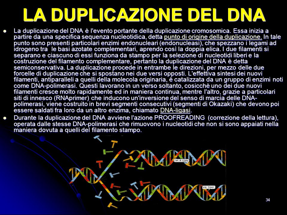 LA DUPLICAZIONE DEL DNA