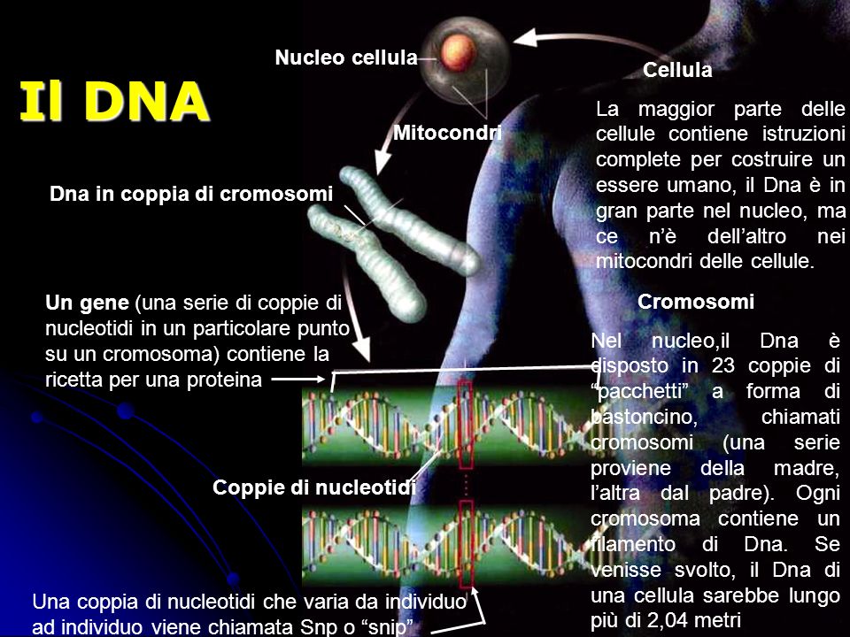 Il DNA Nucleo cellula Cellula