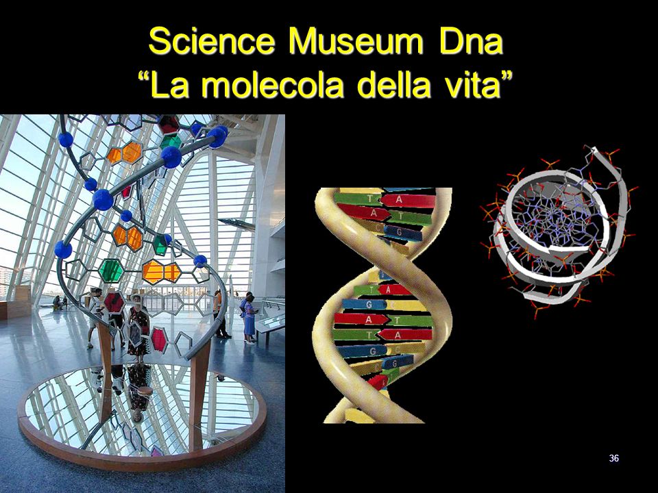 Science Museum Dna La molecola della vita