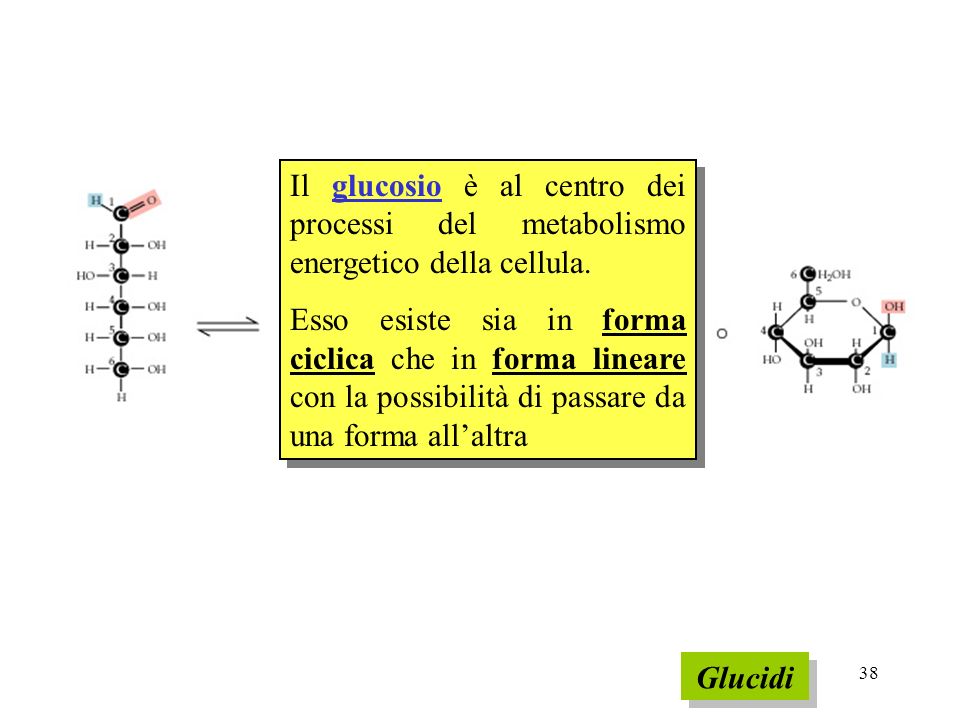 Il glucosio è al centro dei processi del metabolismo energetico della cellula.
