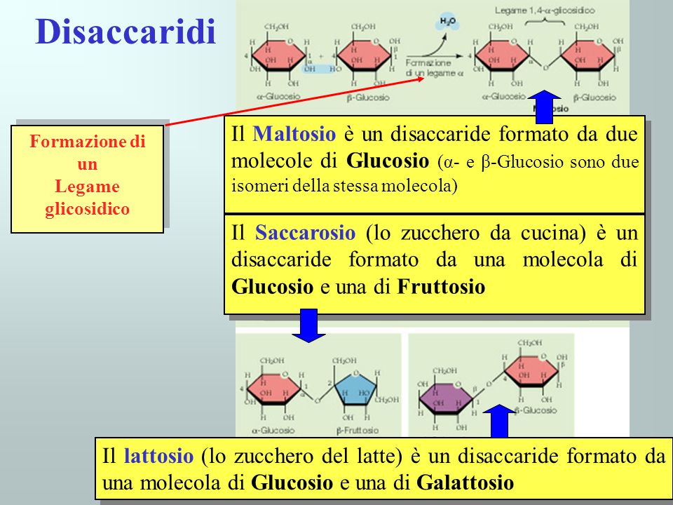Disaccaridi Il Maltosio è un disaccaride formato da due molecole di Glucosio (α- e β-Glucosio sono due isomeri della stessa molecola)