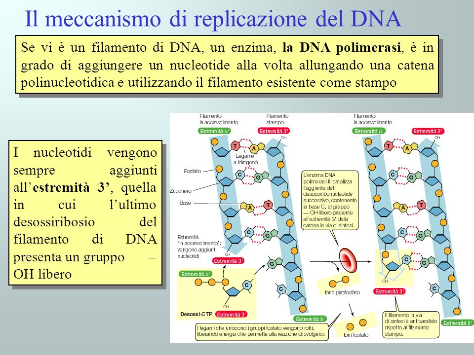 Il meccanismo di replicazione del DNA
