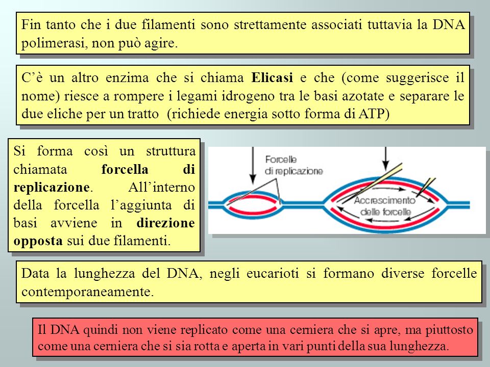 Fin tanto che i due filamenti sono strettamente associati tuttavia la DNA polimerasi, non può agire.