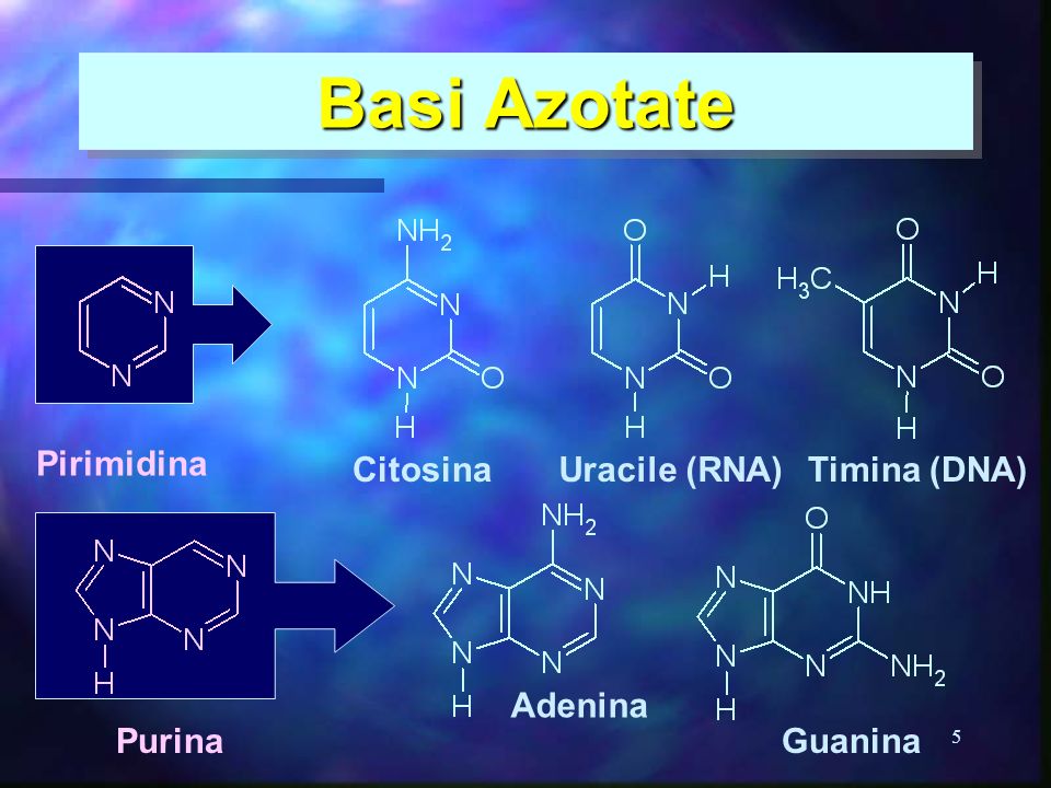 Basi Azotate Pirimidina Citosina Uracile (RNA) Timina (DNA) Adenina