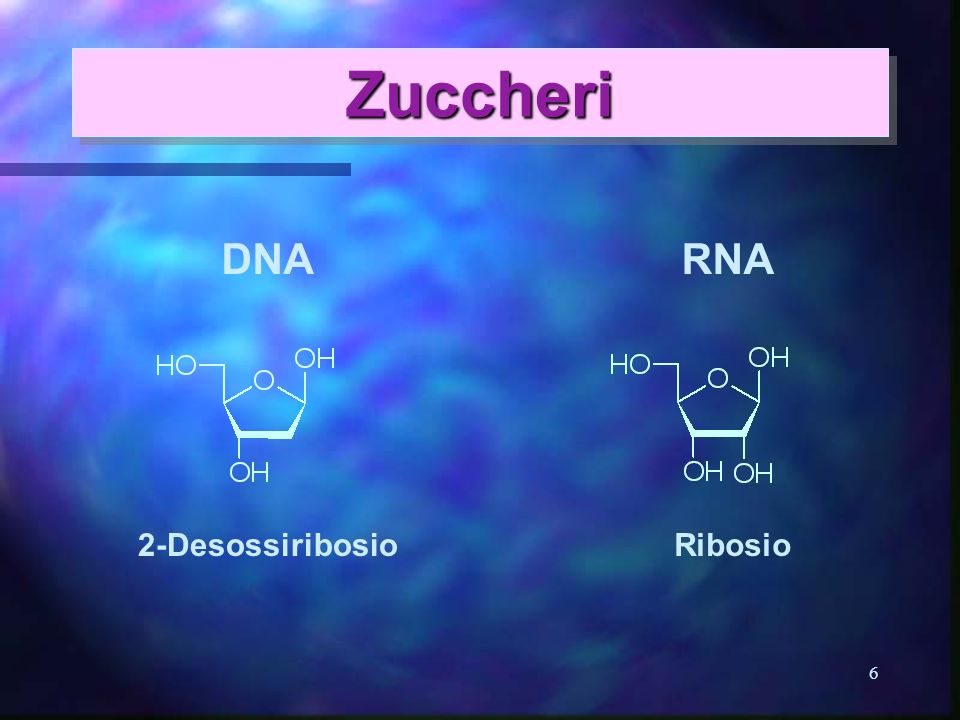 Zuccheri DNA RNA 2-Desossiribosio Ribosio