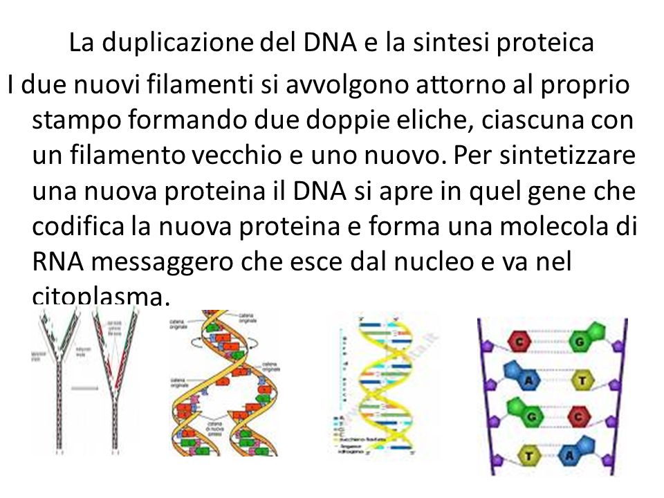 La duplicazione del DNA e la sintesi proteica