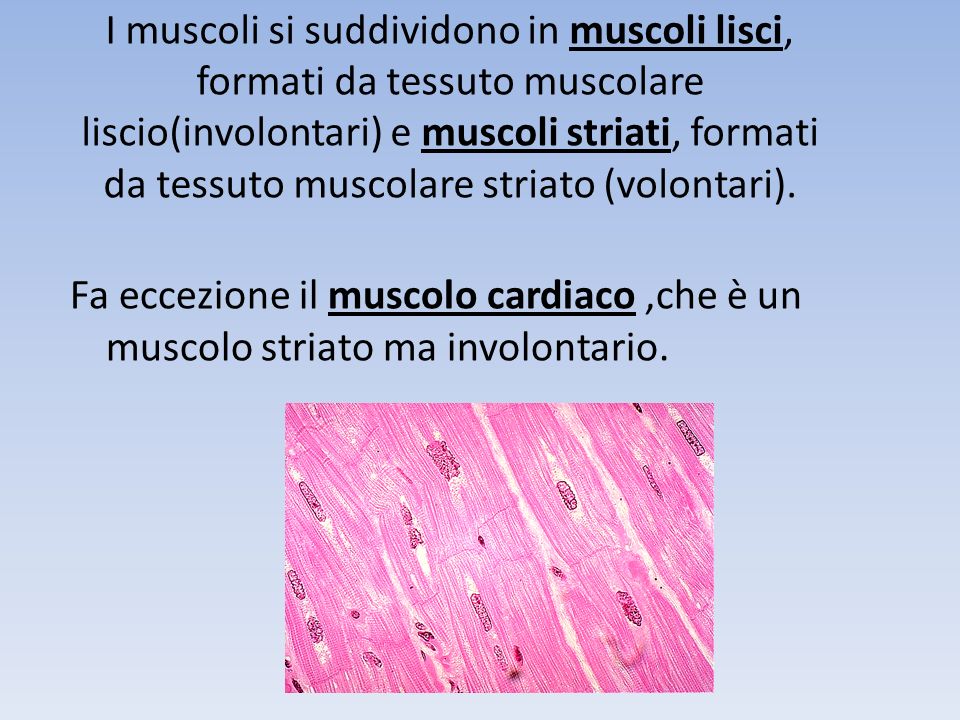 I muscoli si suddividono in muscoli lisci, formati da tessuto muscolare liscio(involontari) e muscoli striati, formati da tessuto muscolare striato (volontari).