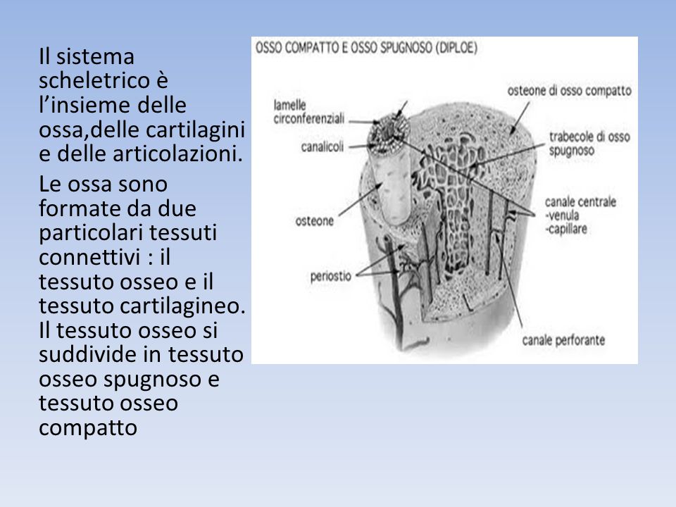 Il sistema scheletrico è l’insieme delle ossa,delle cartilagini e delle articolazioni.