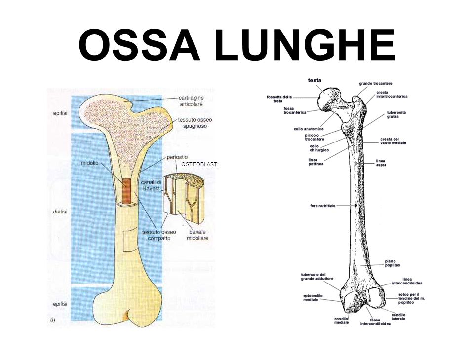 OSSA LUNGHE OSTEOBLASTI