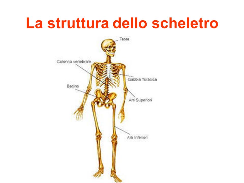 La struttura dello scheletro