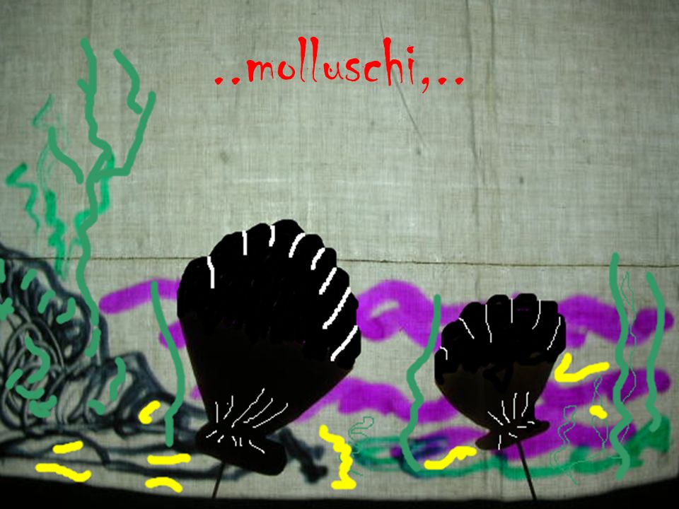 ..molluschi,..