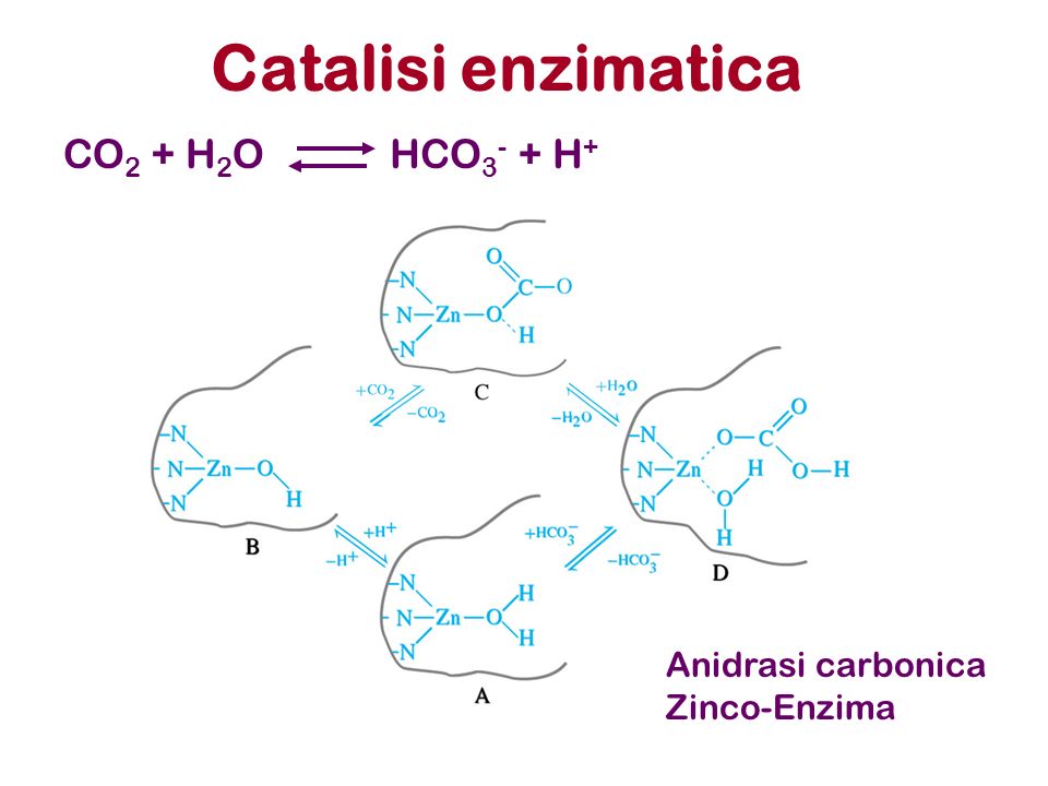 Catalisi enzimatica CO2 + H2O HCO3- + H+ Anidrasi carbonica