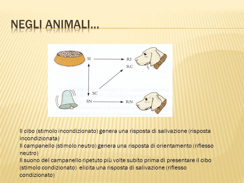 Negli animali… Il cibo (stimolo incondizionato) genera una risposta di salivazione (risposta incondizionata)