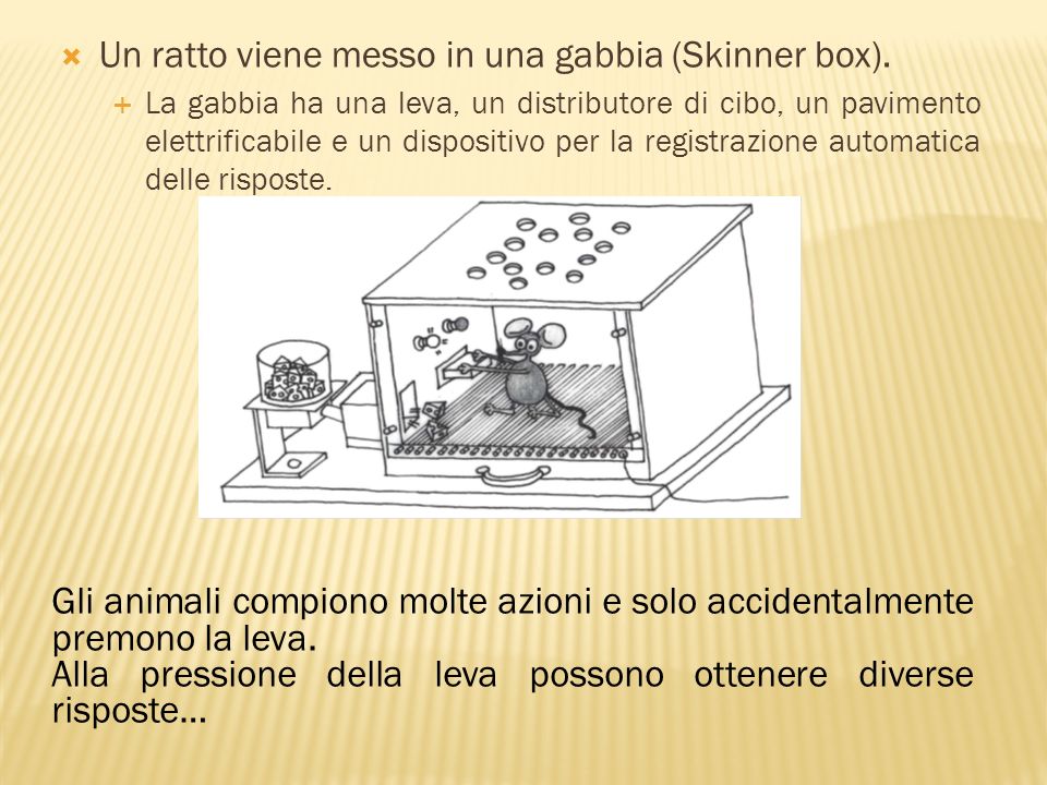 Un ratto viene messo in una gabbia (Skinner box).