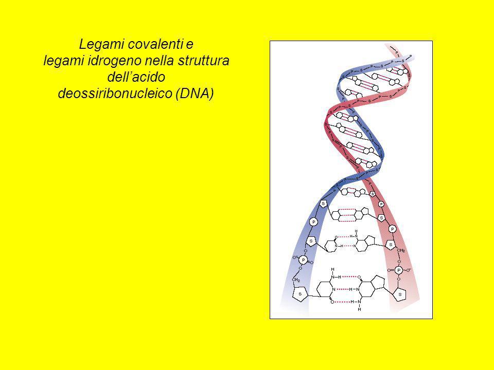 Legami covalenti e legami idrogeno nella struttura dell’acido deossiribonucleico (DNA)