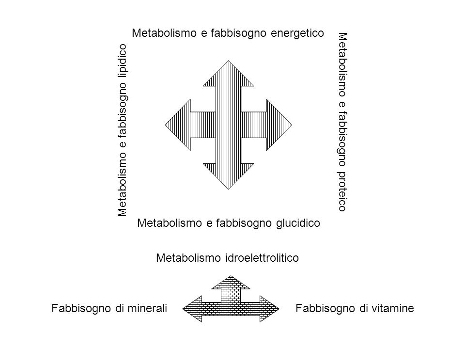 Metabolismo e fabbisogno energetico