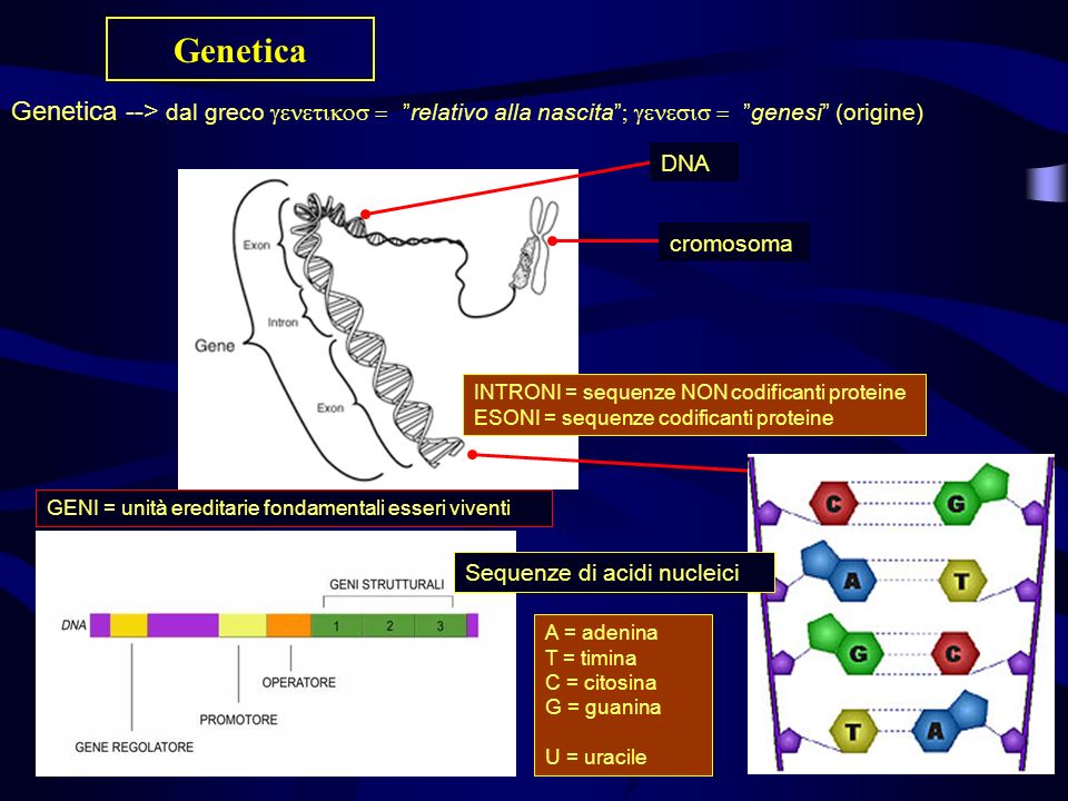 Genetica Genetica --> dal greco  relativo alla nascita  genesi (origine)