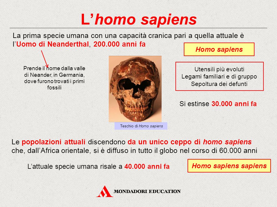 L’homo sapiens La prima specie umana con una capacità cranica pari a quella attuale è l’Uomo di Neanderthal, anni fa.