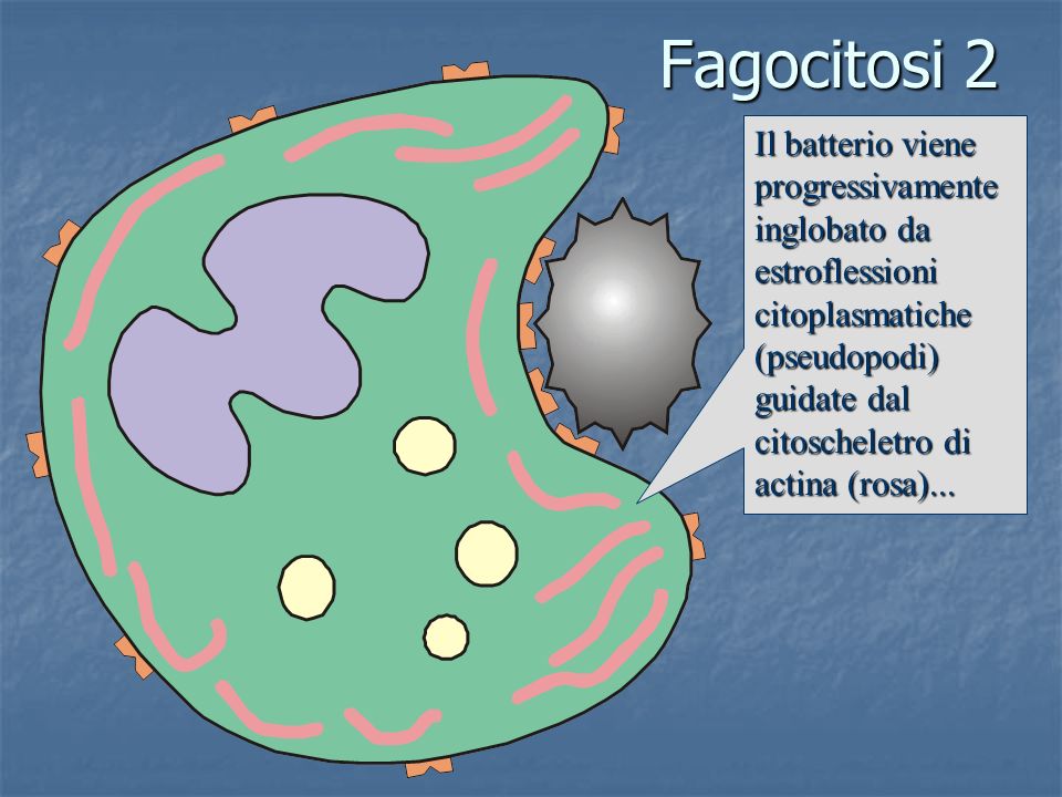 Fagocitosi 2