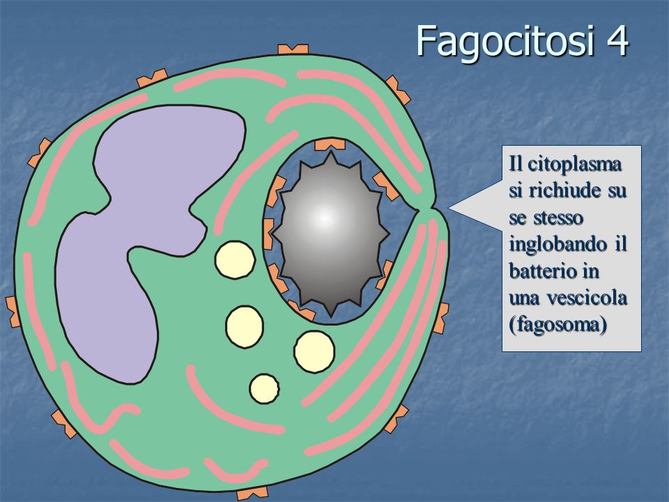 Fagocitosi 4 Il citoplasma si richiude su se stesso inglobando il batterio in una vescicola (fagosoma)
