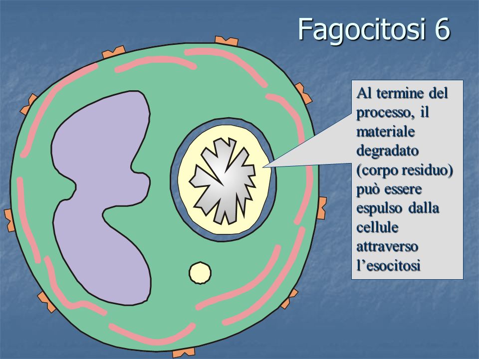 Fagocitosi 6 Al termine del processo, il materiale degradato (corpo residuo) può essere espulso dalla cellule attraverso l’esocitosi.