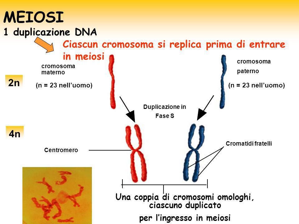 MEIOSI 1 duplicazione DNA