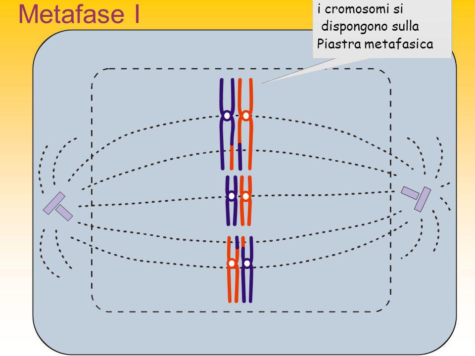 Metafase I i cromosomi si dispongono sulla Piastra metafasica