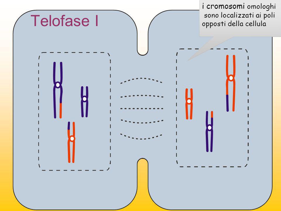 Telofase I i cromosomi omologhi
