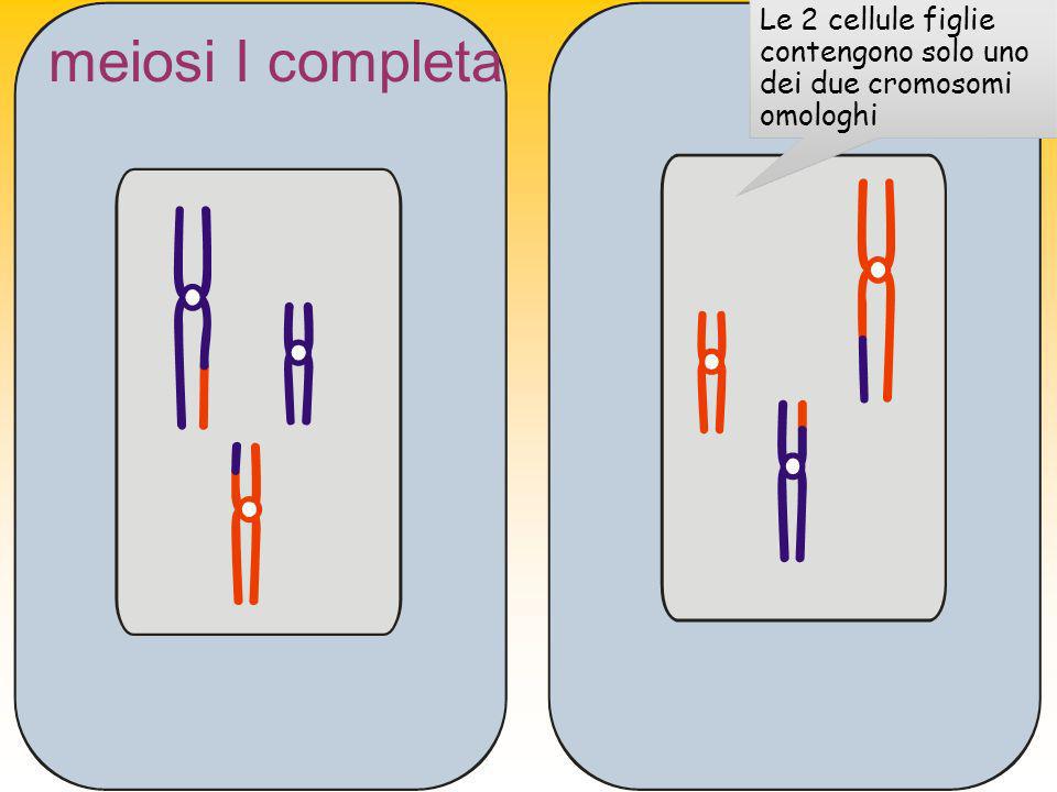 Le 2 cellule figlie contengono solo uno dei due cromosomi omologhi