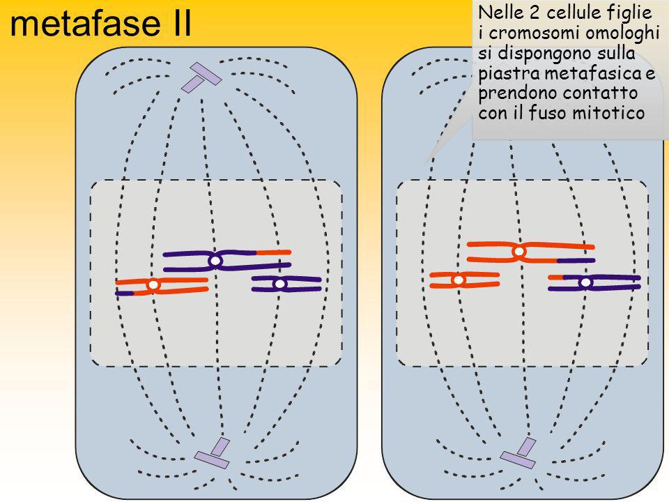 metafase II Nelle 2 cellule figlie i cromosomi omologhi si dispongono sulla piastra metafasica e prendono contatto con il fuso mitotico.