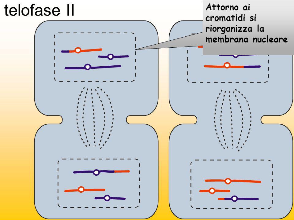 telofase II Attorno ai cromatidi si riorganizza la membrana nucleare